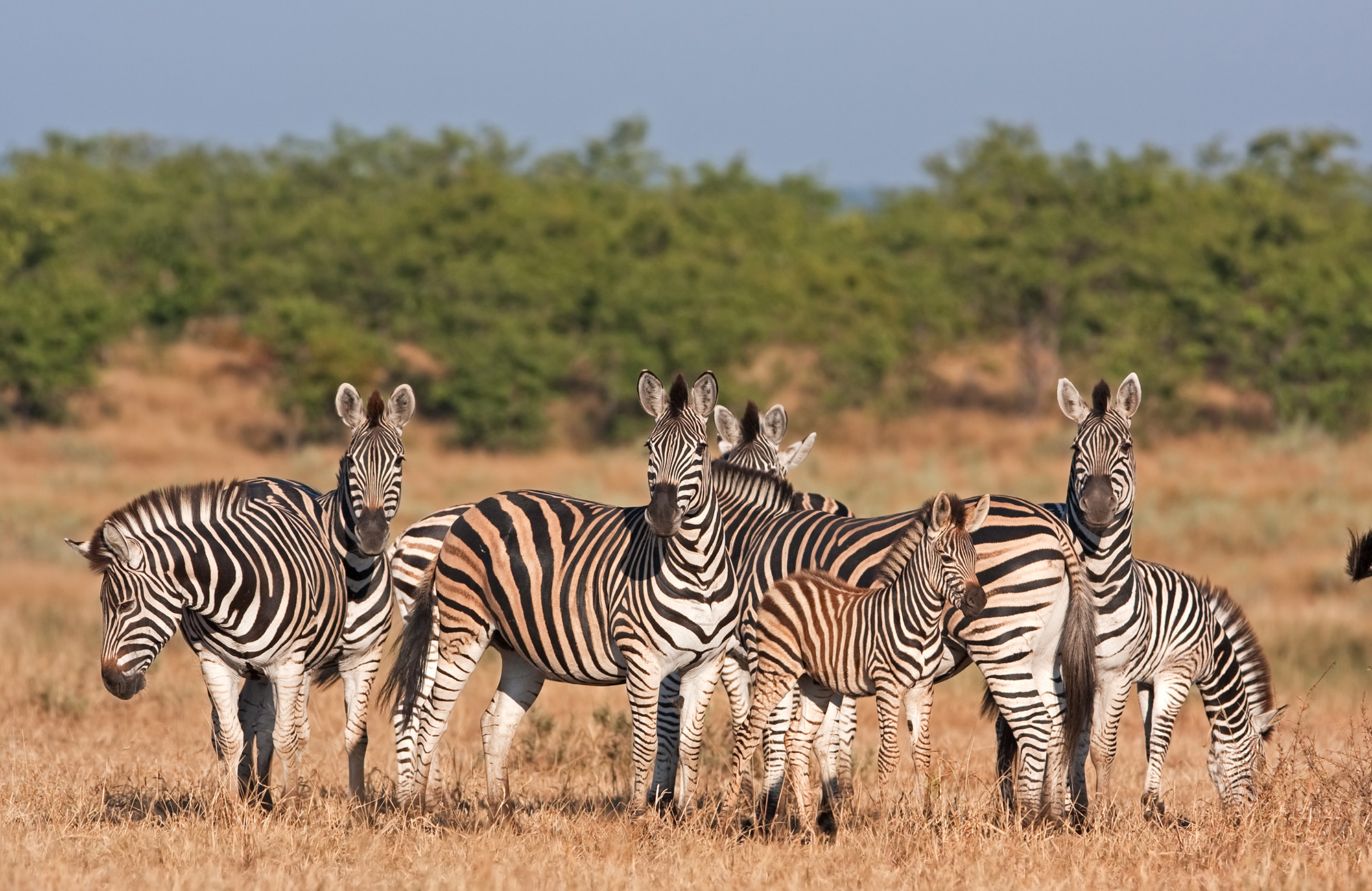 Zebra's in het Kruger National Park