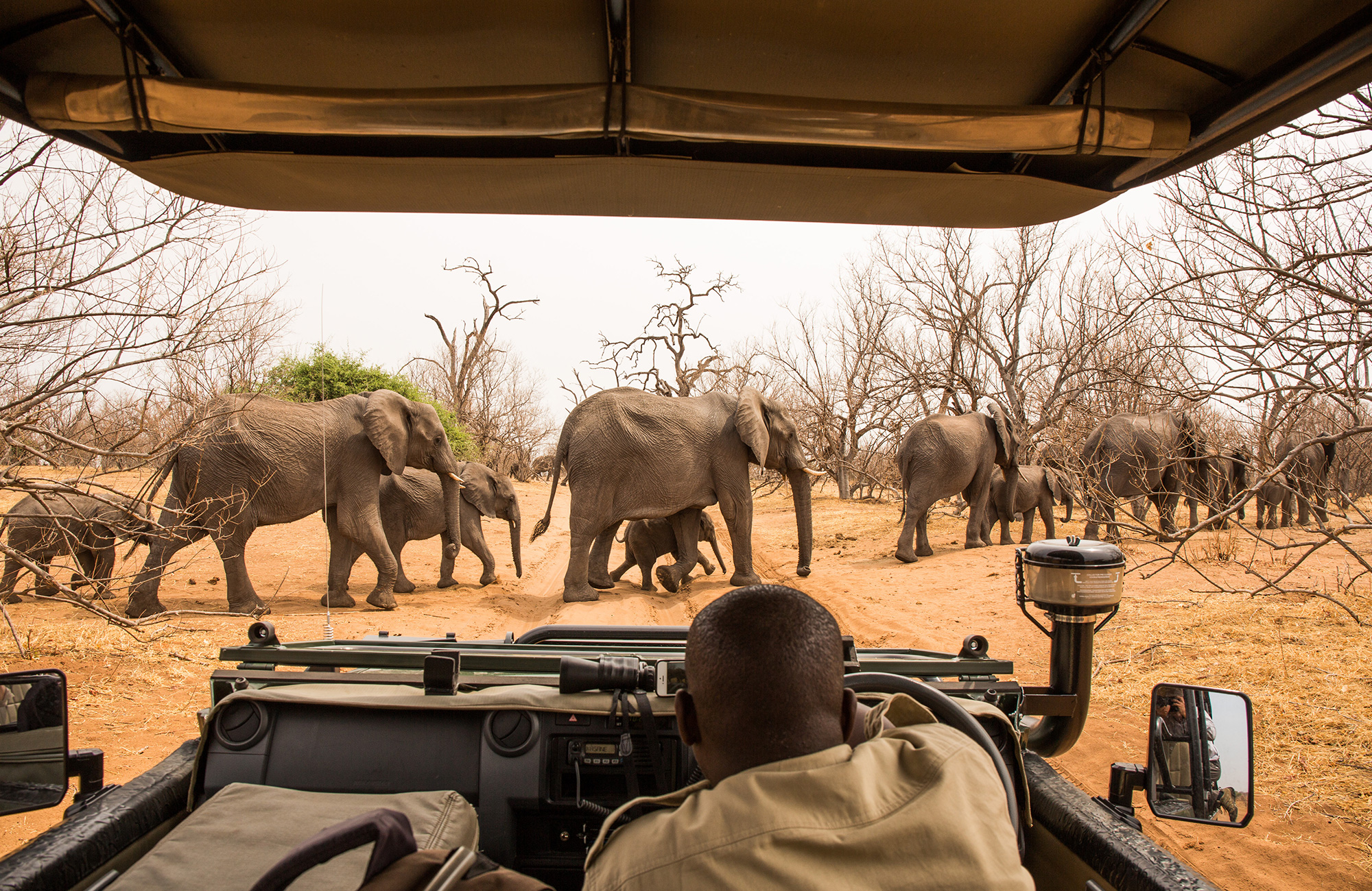 Olifanten tijdens een safari in Chobe National park in Botwana