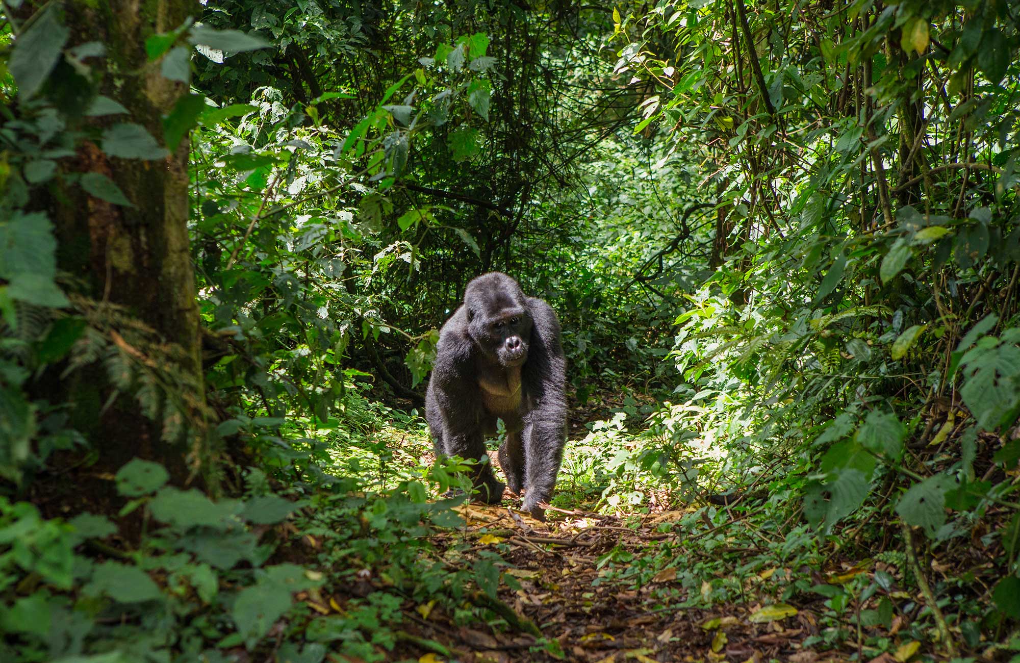 Gorilla in het Bwindi Impenetrable National Park